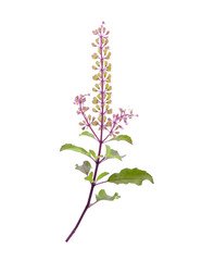 Basil flower isolated on white background