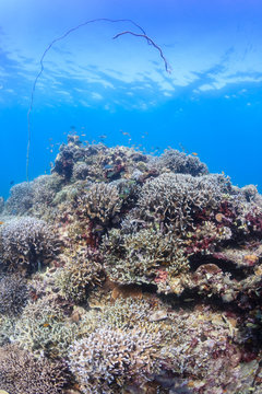 Whip corals on a tropical coral reef