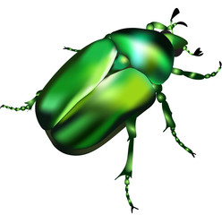 Emerald chafer - vector illustration