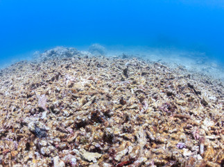 A dead, bleached coral reef.  Global Warming, rising sea temperatures and overfishing are having a...