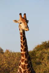 Giraffe guckt neugierig im Chobe Nationalpark