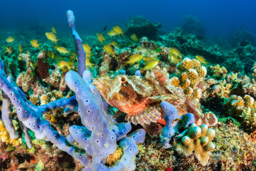 Well hidden Scorpion Fish on a purple sponge on a coral reef
