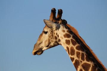 Giraffenportrait im Chobe Nationalpark