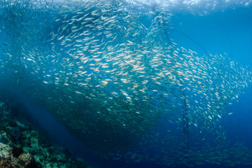 Fototapeta premium Shoal of Sardines