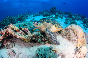 Sea Turtle on a coral reef