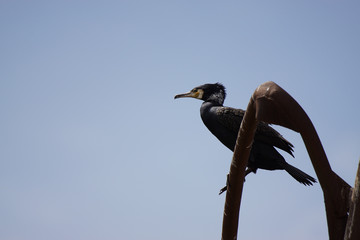Kormoran auf altem Lichtmast