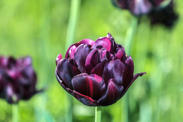 Blooming tulip