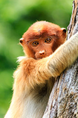 Naklejka premium Baby Proboscis Monkey clinging to a tree