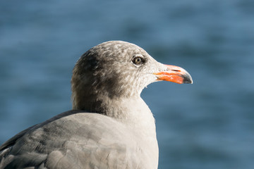 Seagull in San Diego, CA, USA