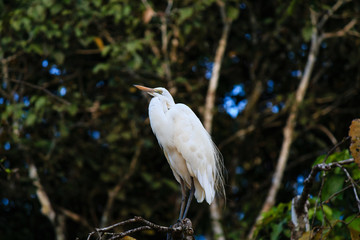 Egret in a tree