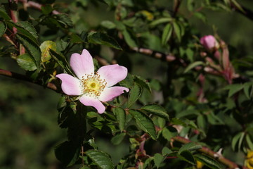 Eglantier ou rosier sauvage, Rosa
