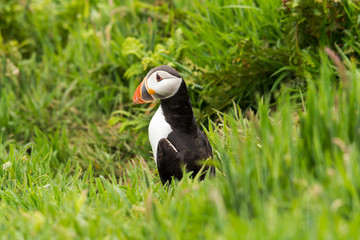 Puffin looking alert in the green grass of Skomer Island