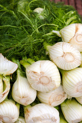 Fennel bulbs with green leaves on food market