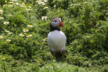 Puffin standing between flowers and green vegetation at Skomer Island UK © Ramon