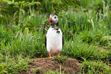 Puffin with branch in his beak for building its nest