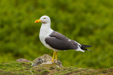 Seagull standing proud on top of a rock