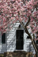 Front yard magnolia. Blooming magnolia tree in front of house entrance. Springtime background.
