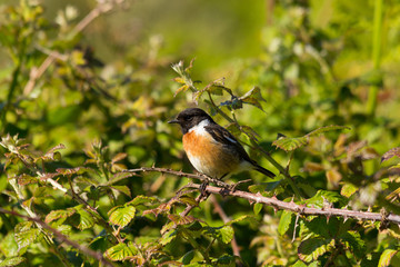 Stonechat sitting on a branch with thorns surrounded by green bush