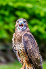 Falcon with its beak open