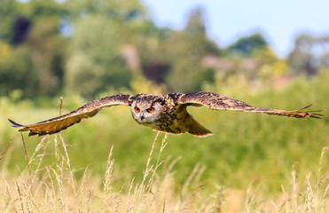 Low Flying Eagle Owl