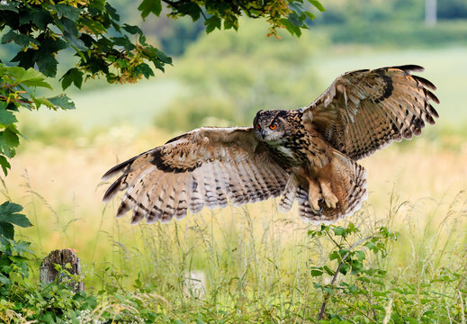 Eagle Owl Landing