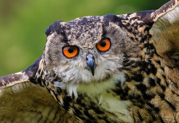 Close up of an Eagle Owl in flight