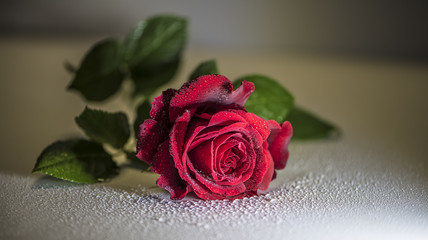 Naklejka premium rosa
