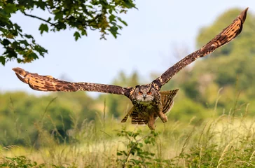 Crédence de cuisine en verre imprimé Hibou Eagle Owl in flight