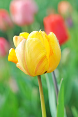 Tulpen
