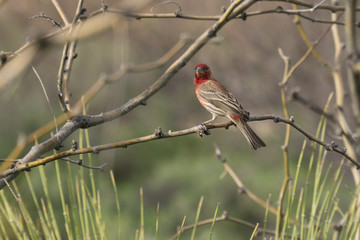 Finch at Cholla Campground, Tonto NF, AZ, USA