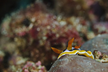Anna's Chromodoris, Anna`s Prachtsternschnecke (Chromodoris annae)