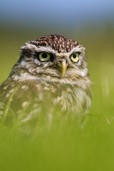 Little owl hiding in long grass
