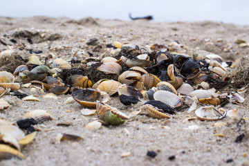 Muscheln am Meer