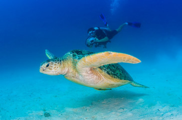 Green Sea Turtle and SCUBA diver