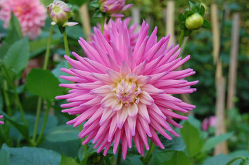 Obraz premium single pink dahlia bloom
