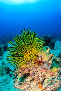 Colorful Feather Stars on a coral reef