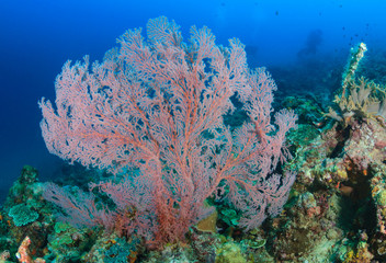 Naklejka premium Pink sea fan