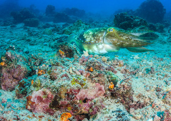 Fototapeta na wymiar Hooded Cuttlefish on a coral reef