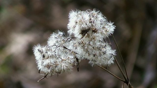 Die Ackerdistel bewegt sich leicht im Wind (Nahaufnahme)