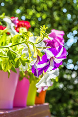Bright summer flowers in colorful flowerpots backlit, close up