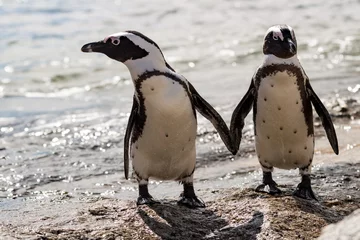 Foto op Plexiglas 2 Afrikaanse pinguïns in Boulders Beach © stadelpeter