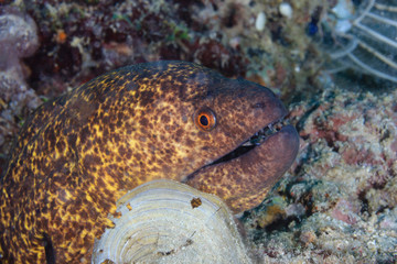 Large Moray Eel