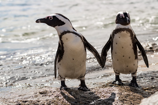 2 afrikanische Pinguine in Boulders Beach