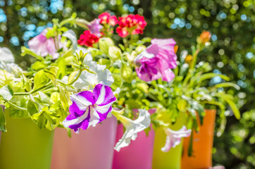 Bright summer flowers in colorful flowerpots, backlit
