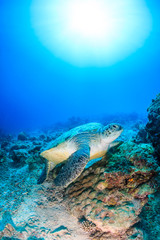 Fototapeta na wymiar Green Turtle on a coral reef with a sunburst behind