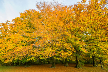 Alberi di quercia in autunno all'Englischer Garten di Monaco di Baviera, Germania 