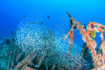 Shoal of Glassfish around an underwater wreck