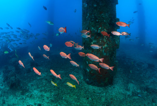Shoals of fish around the legs of an oilrig
