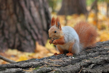 Red squirrel on the trunk of a pine