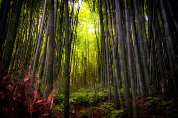 Fototapeta na wymiar Arashiyama Bamboo Forest